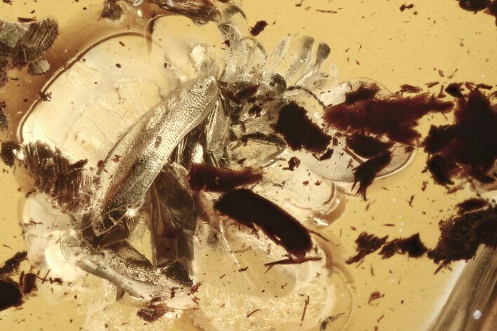 Fossil Soft-Winged Flower Beetle (Melyridae) in Baltic Amber #275474